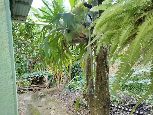Imagem: Venda-Se Este Sitio de 1.200 M2 no Município