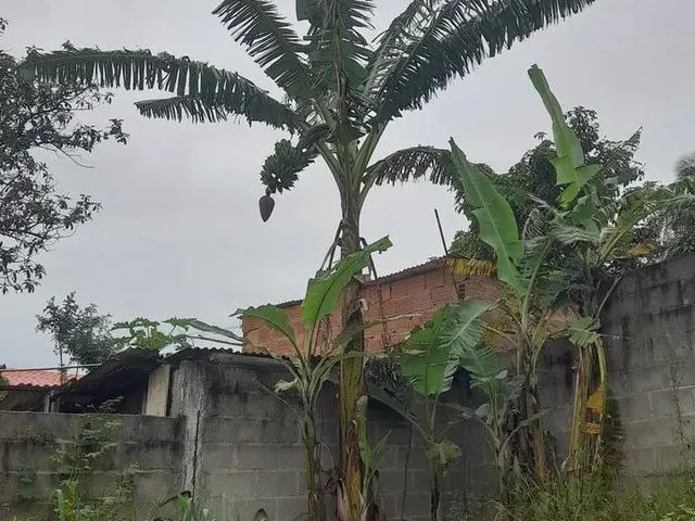 Imagem: Terreno Plano, Murado, Rua Asfaltada e Muito