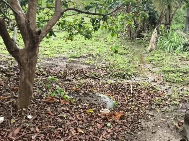 Imagem: Imóvel para Venda Possui 1000 Metros Quadrados
