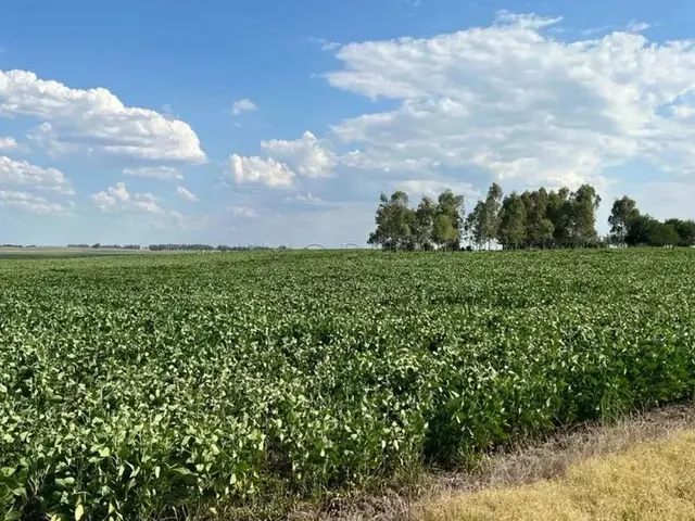 Imagem 16: Excelente Oportunidade de Negócio Rural