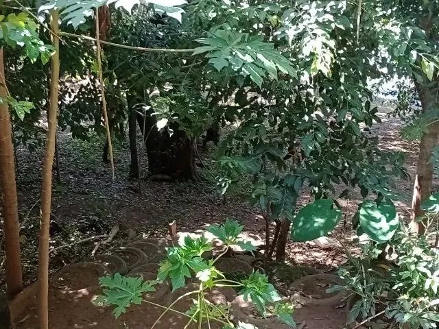 Imagem 10: Vendo Linda Chácara