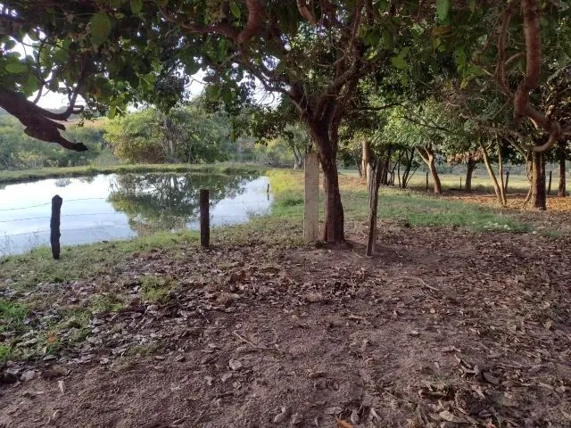 Imagem 12: Cedral (Sp) Ótimo Sítio com 1,5 Alqueires