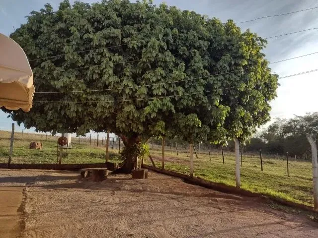 Imagem 16: Cedral (Sp) Ótimo Sítio com 1,5 Alqueires