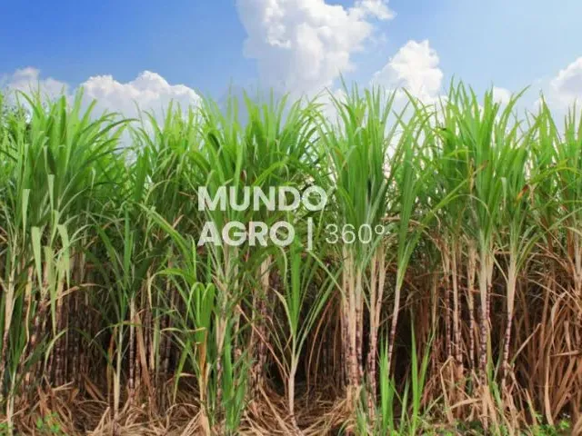Imagem: 14.81 Alqueires com 12.5 em Cana - 84,4