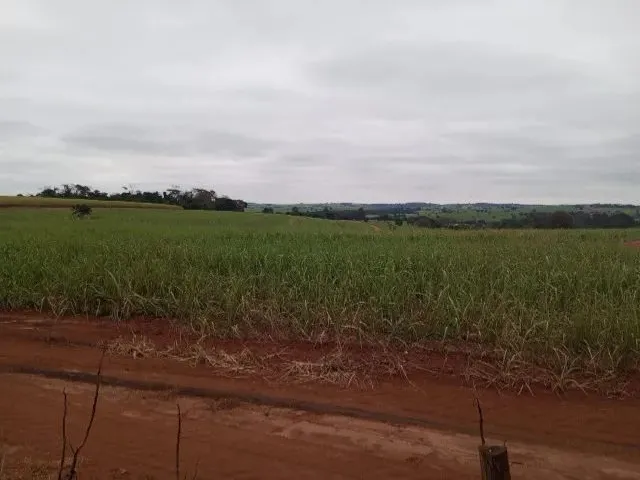 Imagem: 92 de Cana em Floreal/Sp