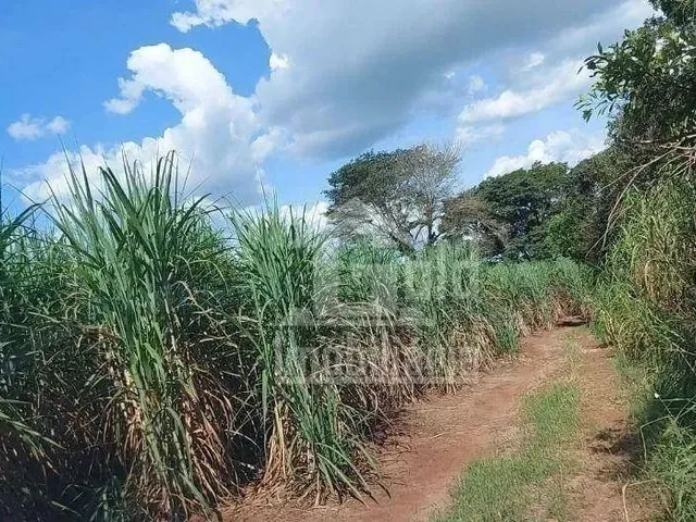 Imagem: Fazenda com 206 Alqueires na Região de