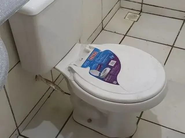 Imagem 7: Vendo e Alugo , Ótima Casa Torquarto Neto 3