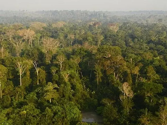 Imagem 3: Sítio 200 X 960 na Br 174 Km 80 160.000,00