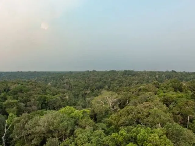 Imagem 4: Sítio 200 X 960 na Br 174 Km 80 160.000,00