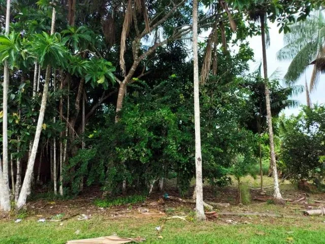 Imagem 4: Terreno Medindo 20X100 Metros