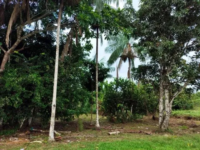 Imagem 2: Terreno Medindo 20X100 Metros