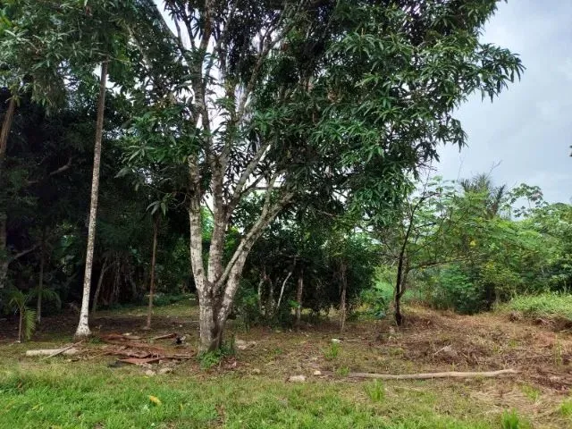 Imagem 3: Terreno Medindo 20X100 Metros