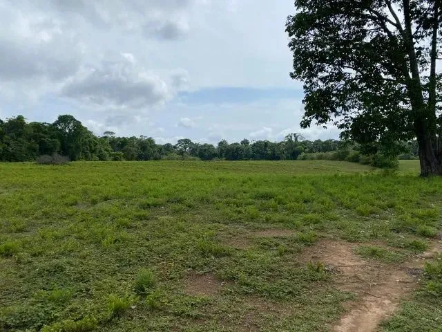 Imagem: Fazenda 200 Hectares na Am 010 Km 195 2.500.000