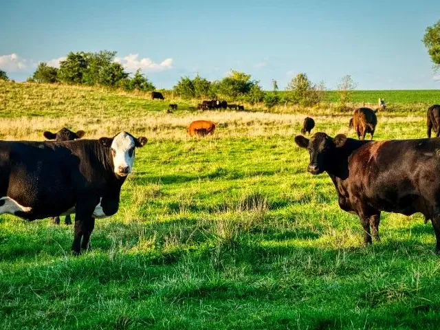 Imagem: A fazenda possui 10.000.000m² de Área, Imóvel mobiliado