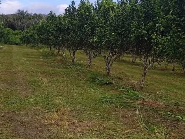Imagem 9: Fazenda 2.500 X 2.600 na Am 010 Km 164 9.000.000