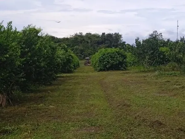 Imagem 10: Fazenda 2.500 X 2.600 na Am 010 Km 164 9.000.000