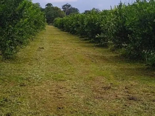 Imagem 15: Fazenda 2.500 X 2.600 na Am 010 Km 164 9.000.000