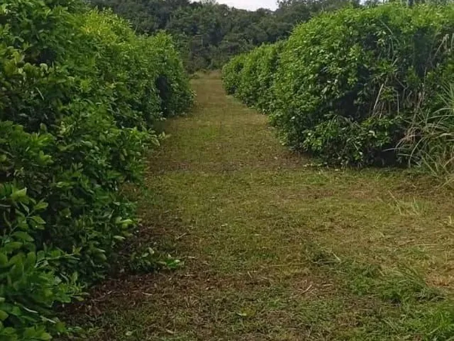 Imagem 16: Fazenda 2.500 X 2.600 na Am 010 Km 164 9.000.000