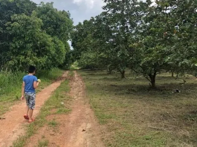 Imagem 2: Fazenda 2.500 X 2.600 na Am 010 Km 164 9.000.000