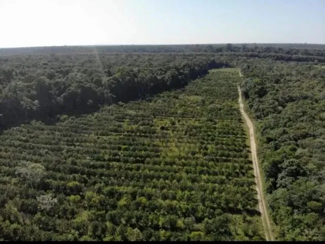 Imagem 5: Fazenda 2.500 X 2.600 na Am 010 Km 164 9.000.000
