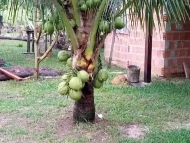 Imagem 7: Sítio em Presidente Figueiredo