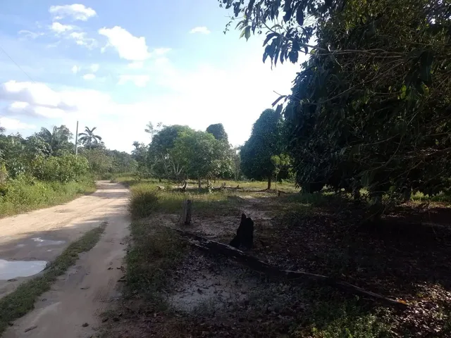 Imagem: Sítio na Estrada de Novo Airão