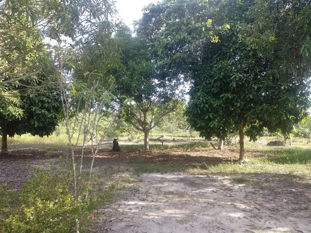 Imagem 6: Sítio na Estrada de Novo Airão