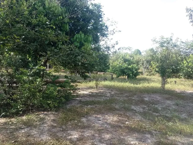 Imagem 3: Sítio na Estrada de Novo Airão