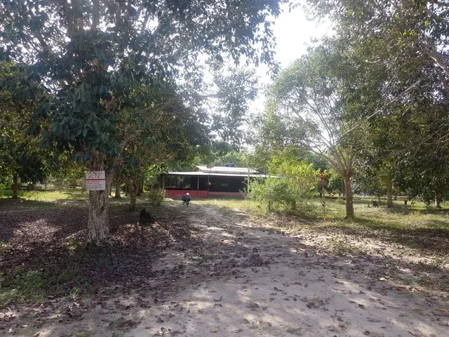 Imagem 5: Sítio na Estrada de Novo Airão
