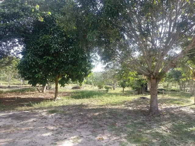 Imagem 7: Sítio na Estrada de Novo Airão