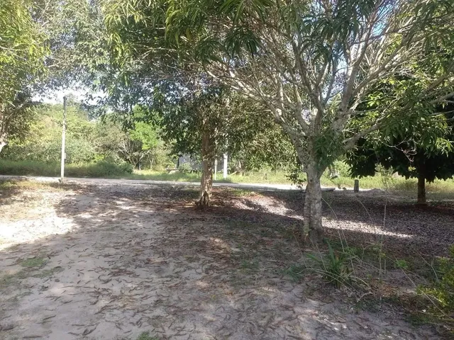 Imagem 8: Sítio na Estrada de Novo Airão