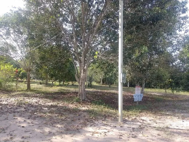 Imagem 9: Sítio na Estrada de Novo Airão