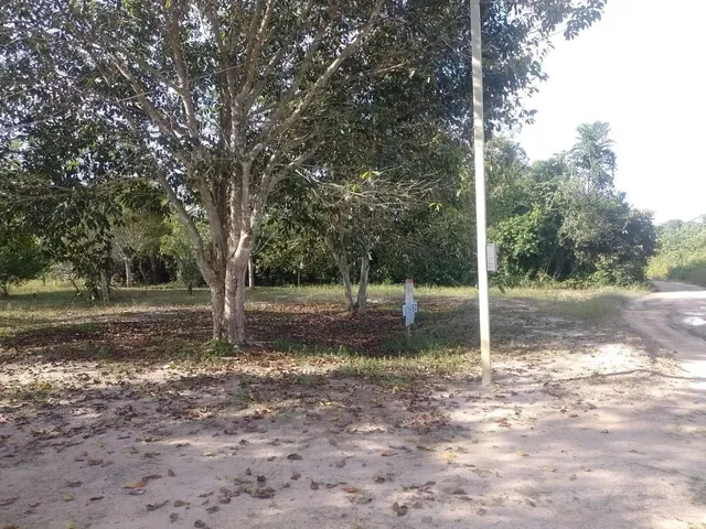 Imagem 10: Sítio na Estrada de Novo Airão