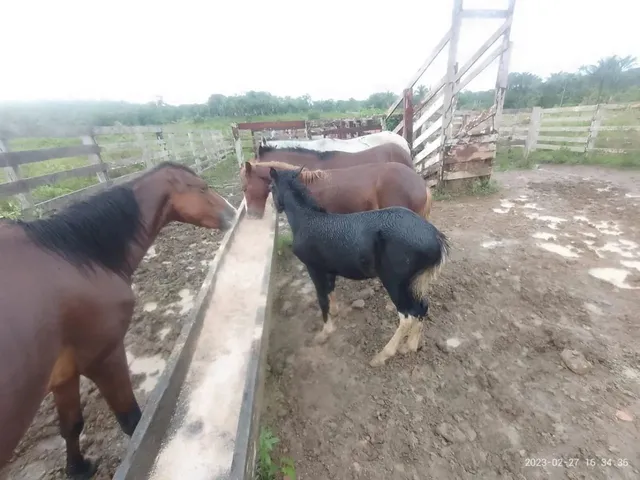 Imagem 2: Fazenda com 6.500.000M2 na Am-254 Careiro Castanho. Benfeitorias e Implementos Agrícolas
