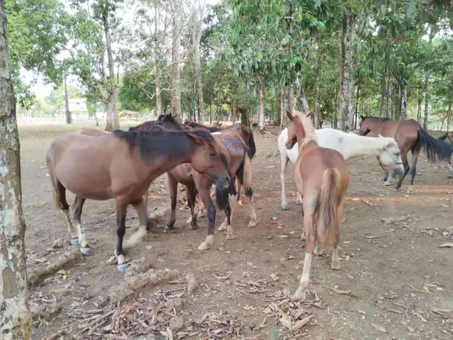Imagem 16: Fazenda com 6.500.000M2 na Am-254 Careiro Castanho. Benfeitorias e Implementos Agrícolas
