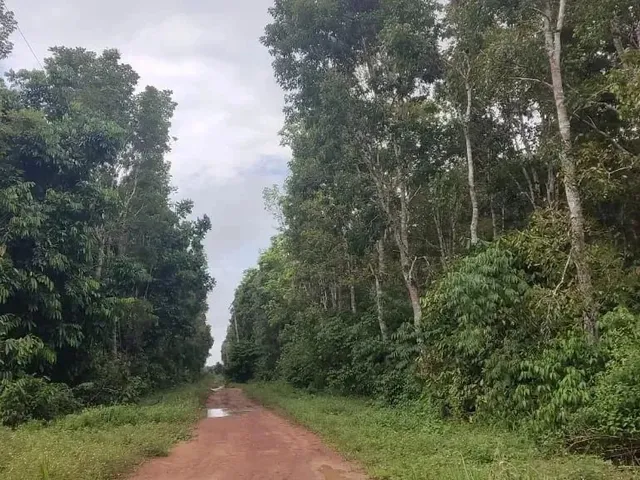 Imagem: Rodovia Am 010, Área Rural com 1.500Ha