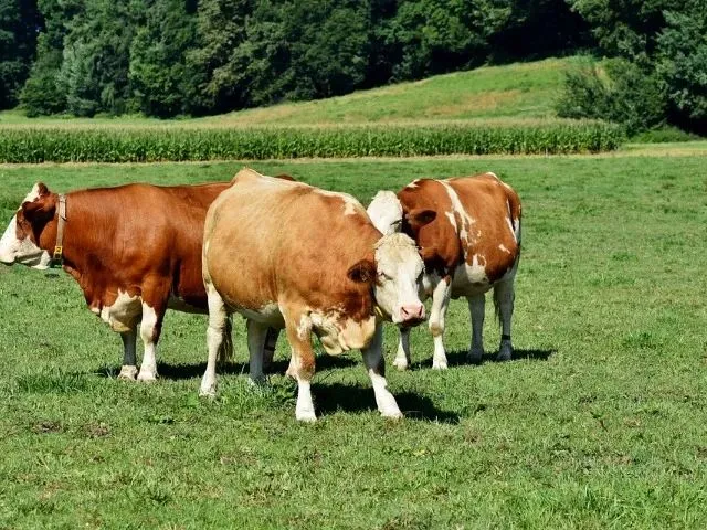 Imagem: Fazenda 1.000 X 3.400 Br 174 Km 168 780.000