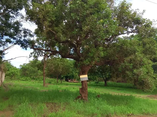 Imagem: Lote À Venda, Plano Diretor Sul, Palmas