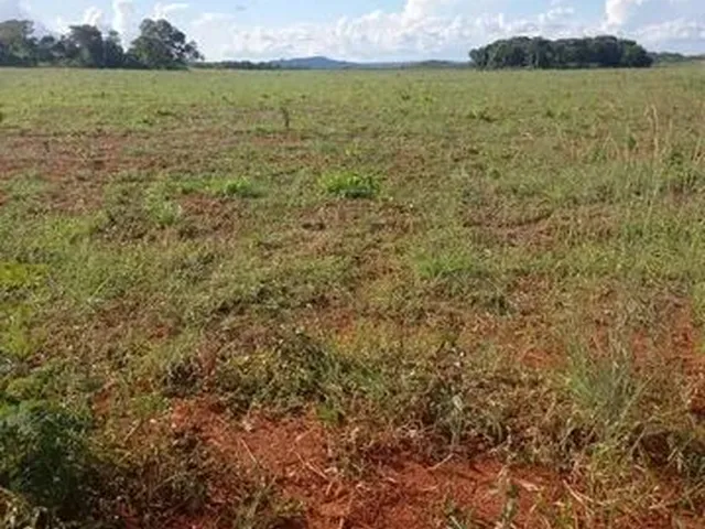 Imagem: Fazenda em Almas-To. 50 Mil por Alqueire