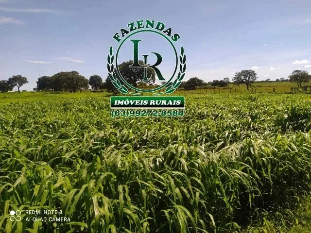 Imagem: Fazenda 83.5 Alqueires Vale do Araguaia