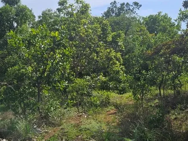 Imagem 7: Terrenos para Chácara de 2500M² - Ótima Localização e Preço Abaixo do Mercado