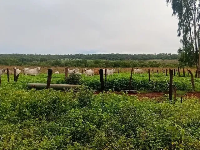 Imagem: Fazenda 7 Alqueiros 100 Formada