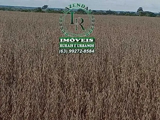 Imagem: Fazenda Plantando 213 Alqueires