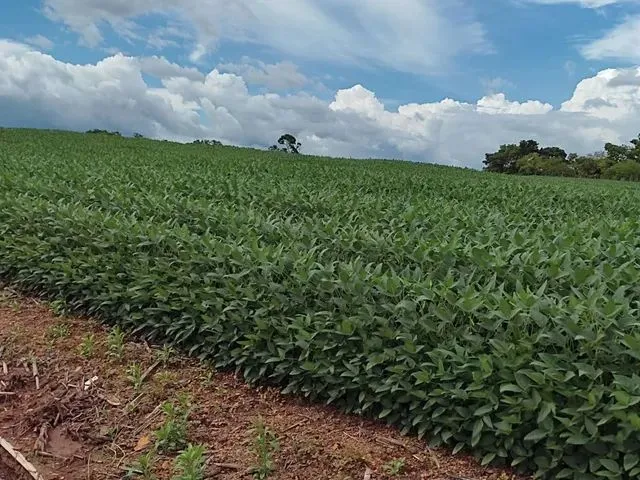 Imagem: Fazenda em Pedro Afonso/Santa Maria