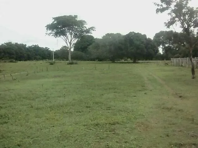 Imagem: Fazenda em Dois Irmãos. 47 Mil por Alqueire