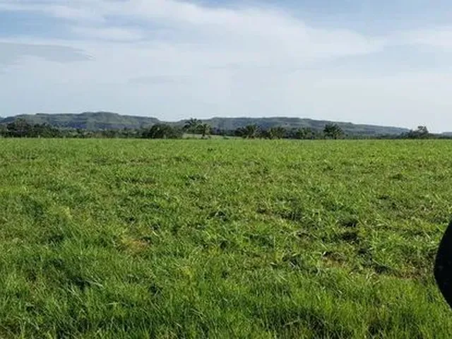 Imagem: Fazenda em Campos Lindos. 66 Mil por Alqueire