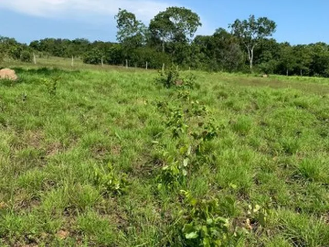 Imagem: Fazenda em Almas-To. 80 Alqueires