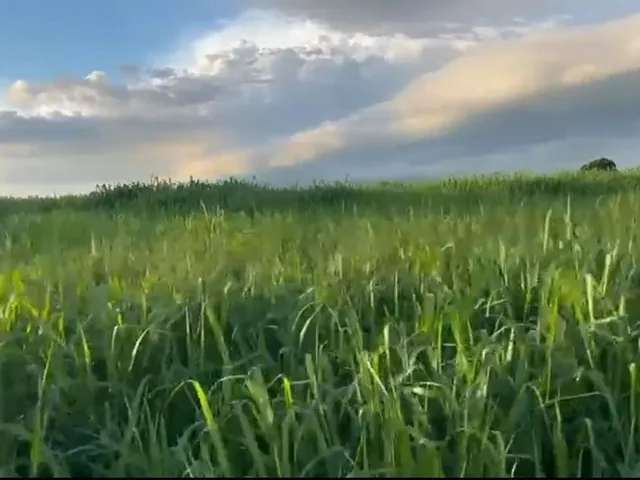 Imagem: Fazenda em Guarai