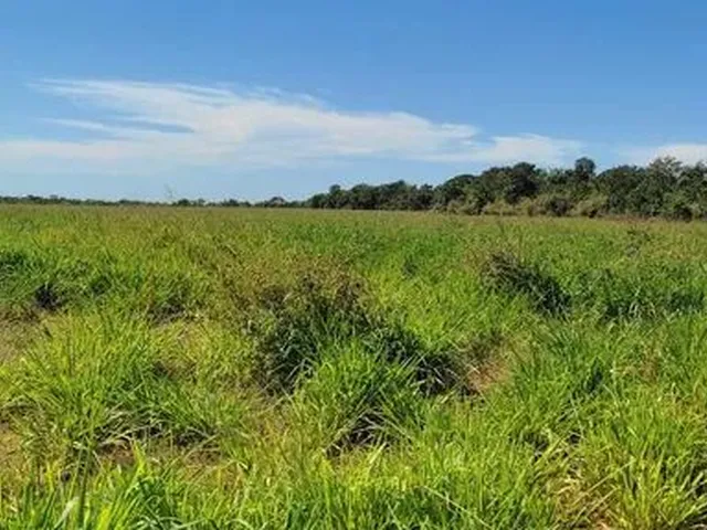 Imagem: Fazenda em Guarai. 95 Mil por Alqueire