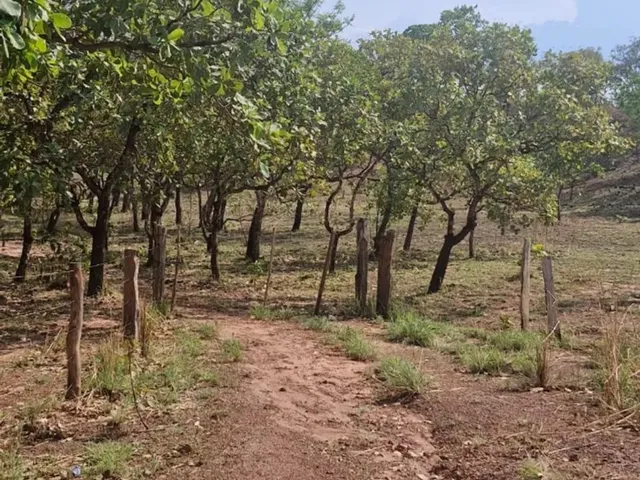 Imagem: Chácara 6 Hectares